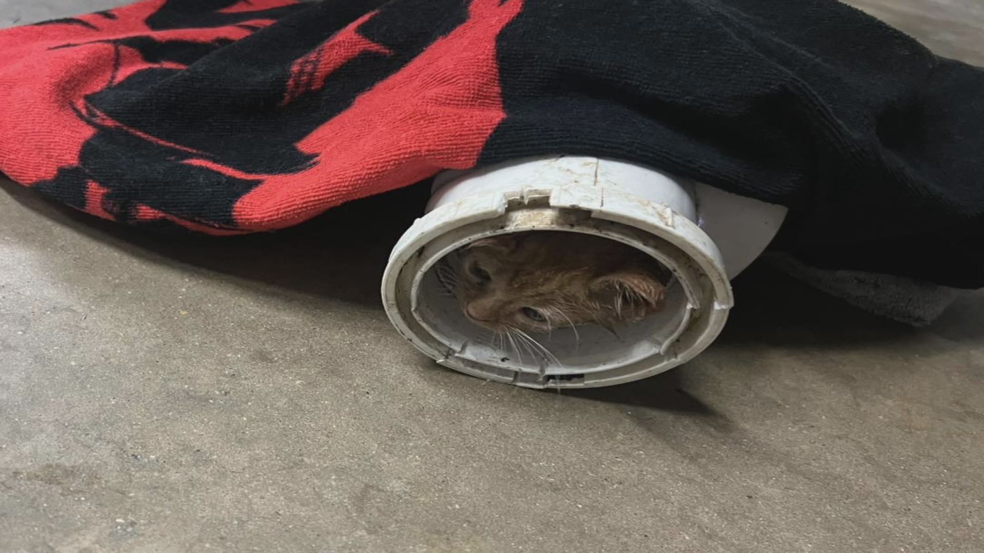 Heart of Acadiana: Scott firefighters rescue kitten stuck in pipe